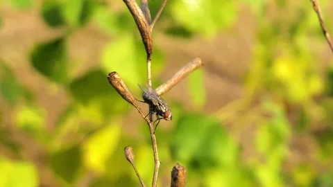 A macro shot of a fly on a herb branch swaying in the wind. Stock Footage 235466744