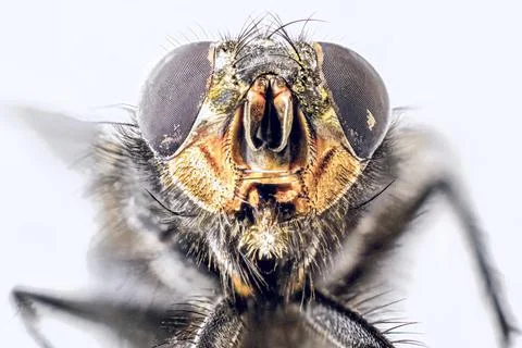 A macro shot of fly . Live housefly .Insect close-up. macro sharp Stock Photos