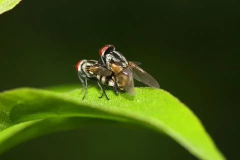 Macro shot of fly mating flash on Stock Photos