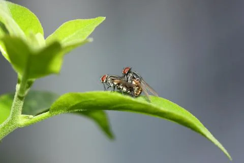Macro shot of fly mating flash on blur background Stock Photos