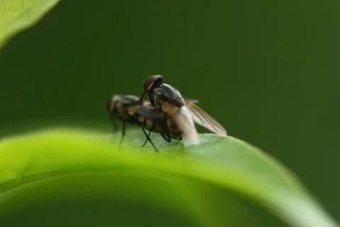 Macro shot of fly mating Stock Photos
