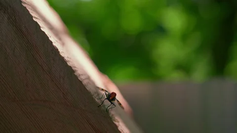 Macro shot of a fly or an Insect resting on a wood in a sunlight Video stock 169706928