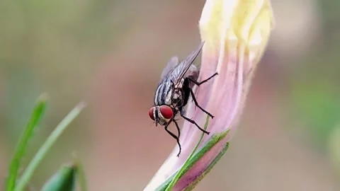 Macro Shot of Fly Perched on Flower Bud for Nature Documentary Stockbeeldmateriaal 346020997