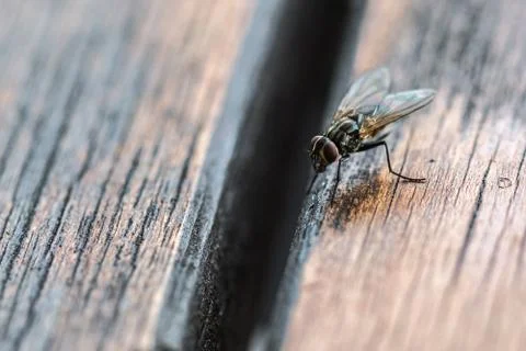 A macro shot of fly Stock Photos
