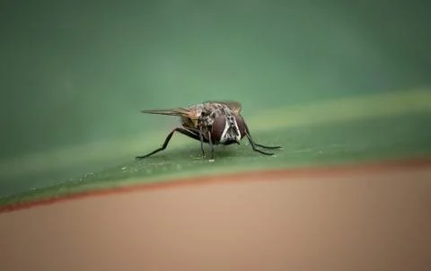 Macro shot of a Fly Stock Photos