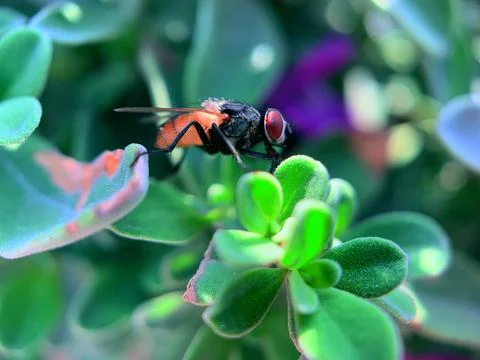 Macro Shot Fly Foto stock