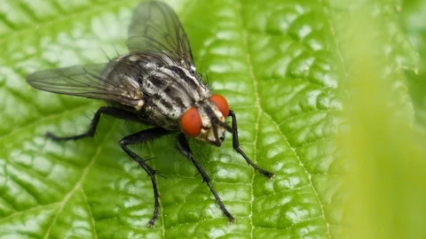 Macro shot of a fly with red eyes sitting on a green leave in slow motion. Stock Footage 110893210