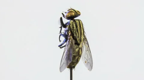 A macro shot of fly on a white background. Insect close-up rotation. Video stock 55207786