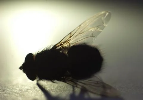 A macro shot of fly on a white background . Live house fly .Insect close-up Stock Photos