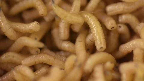 Macro shot of fly worms Stock Footage 255229516