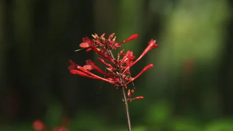 Macro Shot: Flying Ants Swarming and Crawling on a Red Flower in a Park 스톡 동영상 319400012
