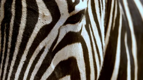 Macro shot of flys walking on a zebras nose with pan up to eyes Stock Footage 228193093
