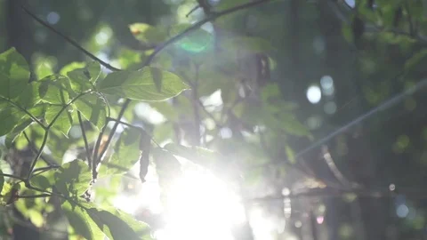 Macro shot of foliage with sun shining through. Stock Footage 86878363