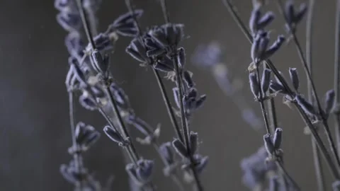 A macro shot Stock Footage 301310044