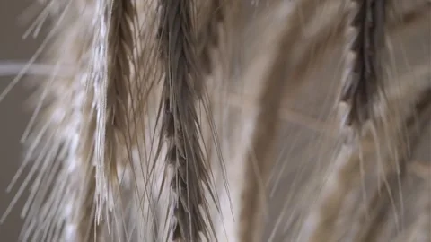 A macro shot Stock Footage 301310045