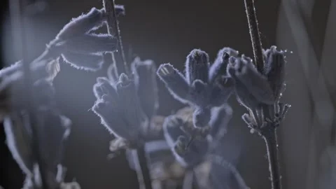 A macro shot Stock Footage 301310050