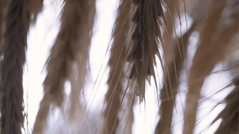 A macro shot Stock Footage 301310052