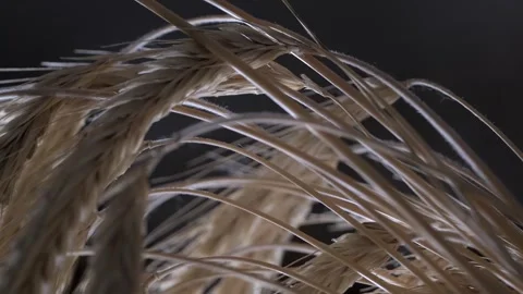 A macro shot Stock Footage 301310053
