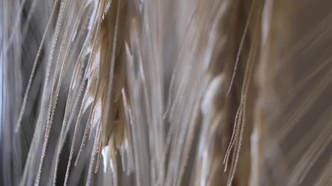 A macro shot Stock Footage 301310059