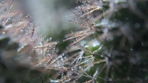 A macro shot Stock Footage 301310061