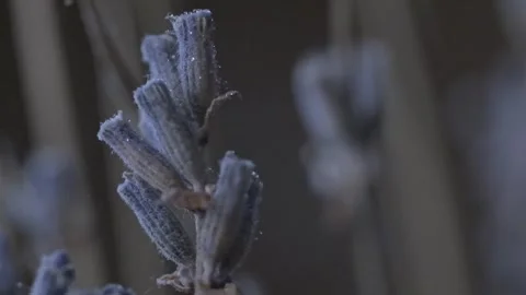 A macro shot Stock Footage 301310063