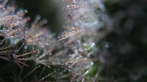 A macro shot Stock Footage 301310067