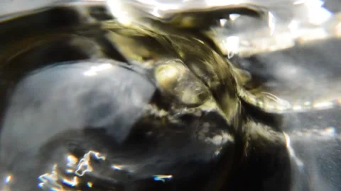 Macro shot Video stock 332791432