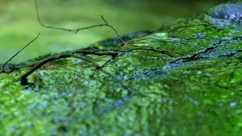 Macro Shot of Forest Stream Flowing Over Mossy Rock with Natural Ambient Audi Stock Footage 335697636