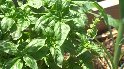 Macro shot of a fresh green basil plant with developing white flowers growi.. Stock Footage 340904017