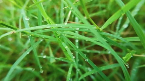 Macro shot of fresh green grass covered with clear morning dew drops. Stock Footage 332500774
