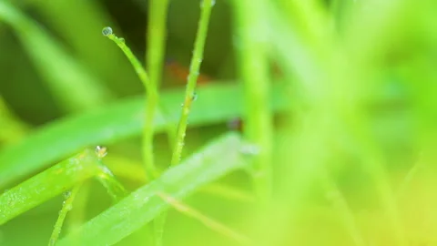 Macro Shot Of Fresh Green Grass With Morning Dew Drops Stock Footage 345447691