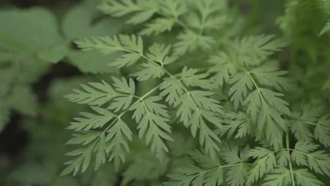 Macro shot of fresh green leaves on a tree sway in the wind 스톡 동영상 156646570