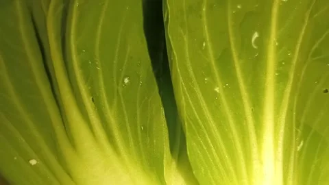Macro shot of fresh pak choy with water drops showing detailed texture. Stock Footage 340534433