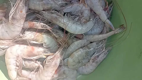 Macro Shot of Fresh Raw White Shrimp Vannamei Texture Stock Footage 332176251
