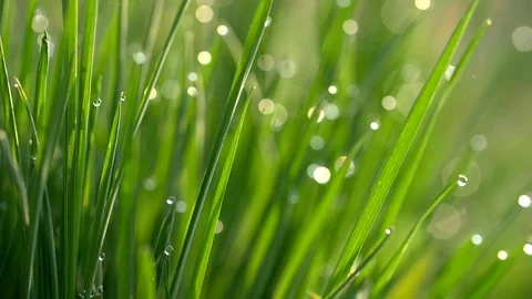 Macro shot of fresh spring grass with dew drops. Nature fresh concept Stock Footage 106118048