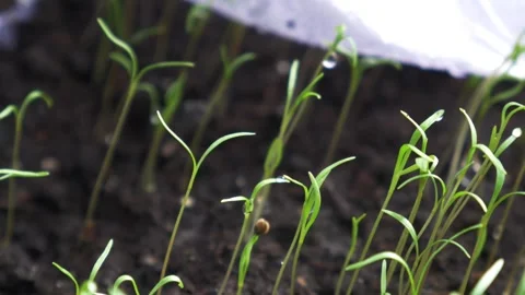 Macro Shot of Fresh Sprouts Growing from Moist Dark Soil Stock Footage 306446885