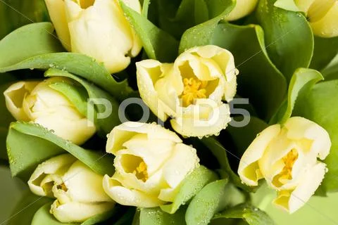 Macro shot of fresh tulips with water drops on their petals and leaves Stock Photos
