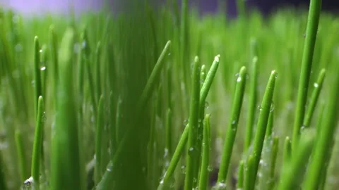 Macro shot of fresh wheat sprouts with water beads from condensation. Vibra.. Video stock 300957728