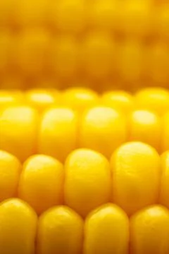 Macro shot of fresh yellow corn kernels on cob Stock Photos
