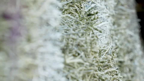 Macro Shot Of Frozen Pine Needles And Frosty Winter Branches Stock Footage 345442422