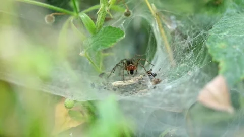 Macro Shot of a Funnel Weaver Spider in its web, Foxearth Meadows, UK Stock Footage 343755806