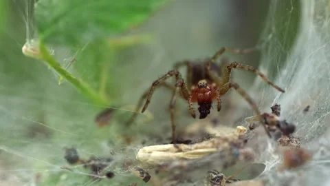 Macro Shot of a Funnel Weaver Spider in its web, Foxearth Meadows, UK Stock Footage 343755846