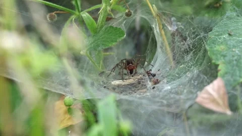 Macro Shot of a Funnel Weaver Spider in its web, Foxearth Meadows, UK Stock Footage 343755859
