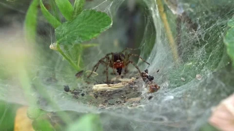 Macro Shot of a Funnel Weaver Spider in its web, Foxearth Meadows, UK Stock Footage 343755885