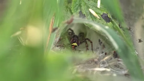 Macro Shot of a Funnel Weaver Spider in its web, Foxearth Meadows, UK Stock Footage 343756061