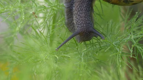 Macro shot of Garden Snail Cornu aspersum Stock Footage 102812844