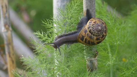 Macro shot of Garden Snail Cornu aspersum Stock Footage 102813375