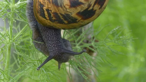 Macro shot of Garden Snail Cornu aspersum Stock Footage 102814652