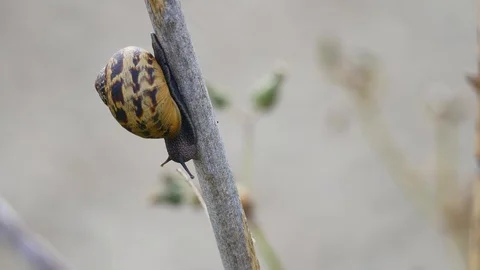 Macro shot of Garden Snail Cornu aspersum Stock Footage 102815645