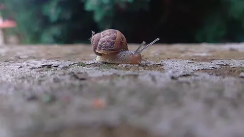 Macro Shot of Garden Snail Cornu Aspersum Wiggling Eye Stalks and Turning Head Stock Footage 341082728